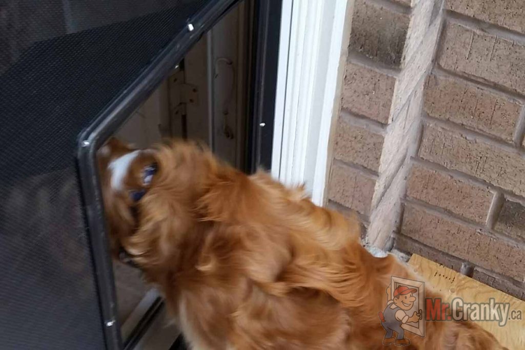 dog door fitted on screen door